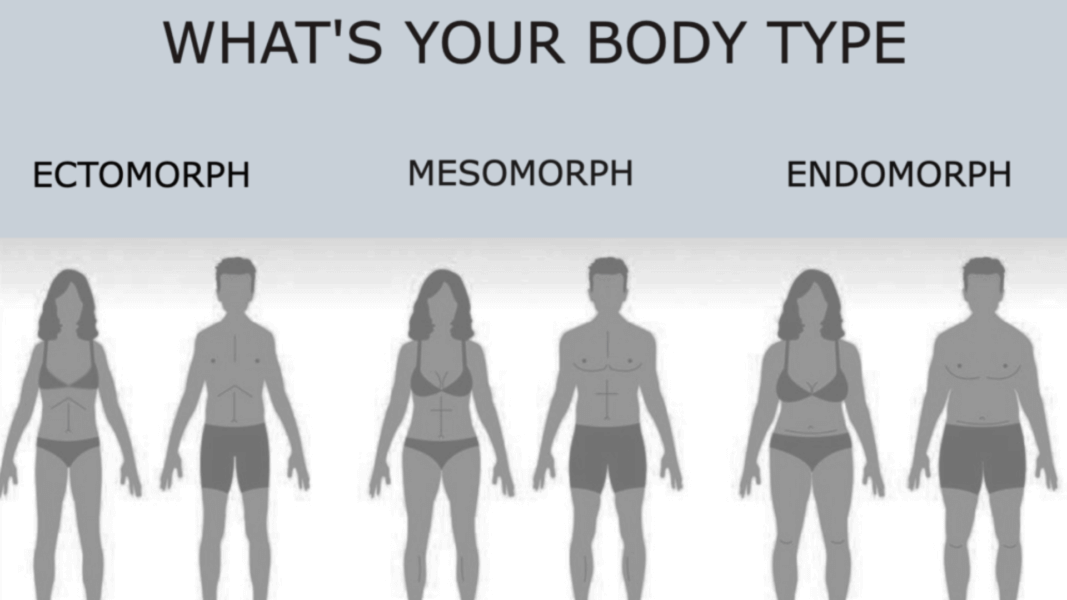 What Is An Endomorph Body Type? And Can An Endomorph Lose Weight? - 50