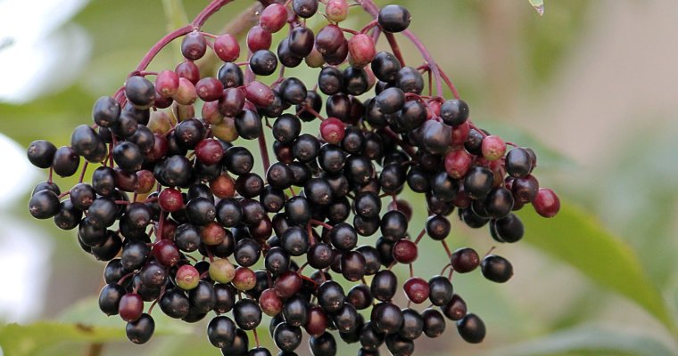 Elderberry – A Natural Way To Boost Immunity Against A Cold And Flu