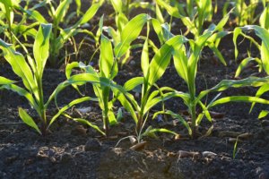 homegrown corn