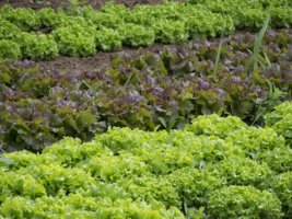 grow your own lettuce and kale