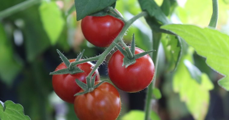 10 Tips For Growing Tomatoes In A Container