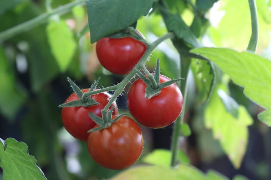 10 tips to growing container tomatoes