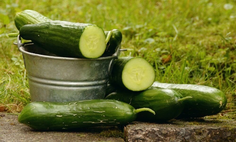 7 secrets to growing cucumbers