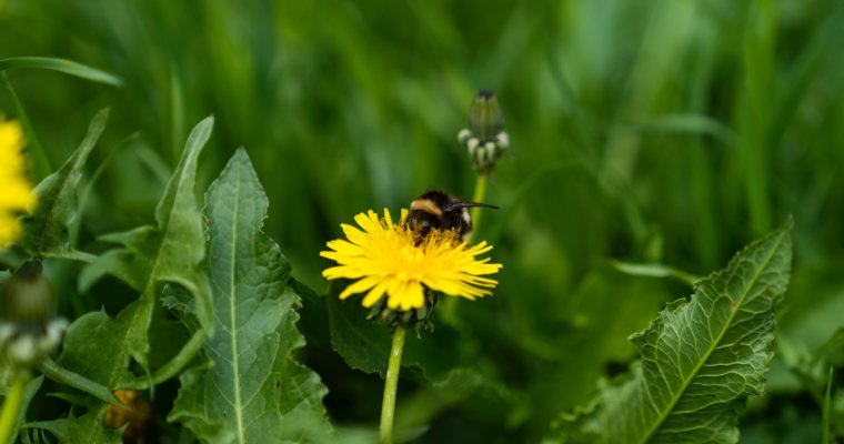 The ABC List Of The Healthiest Vegetables: D for DANDELION