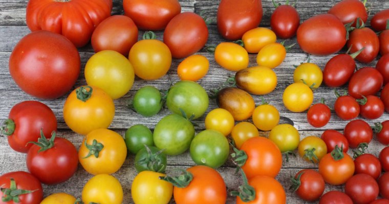 The ABC List Of The Healthiest Vegetables: T for TOMATOES AND TURNIPS