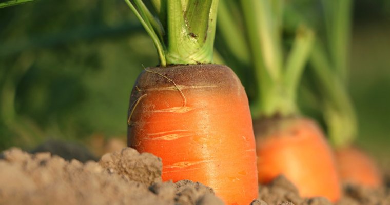 The ABC List Of The Healthiest Vegetables: C for CABBAGE, CARROTS, CAULIFLOWER,  CELERY, COLLARD GREENS