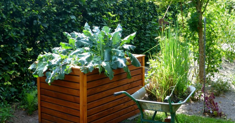 Successfully Grow Vegetables In Containers