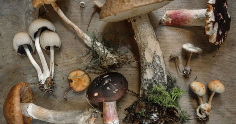 The ABC List Of The Healthiest Vegetables: M for MUSHROOMS