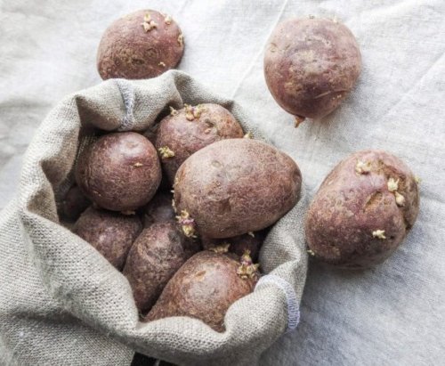 8 tips for growing potatoes