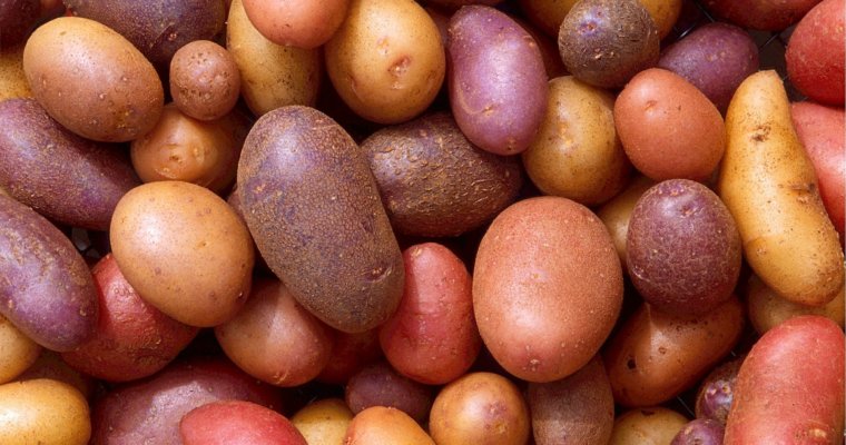 8 Tips For Growing Potatoes