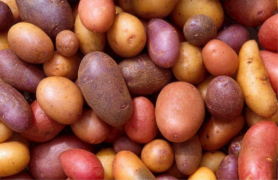 8 tips for growing potatoes