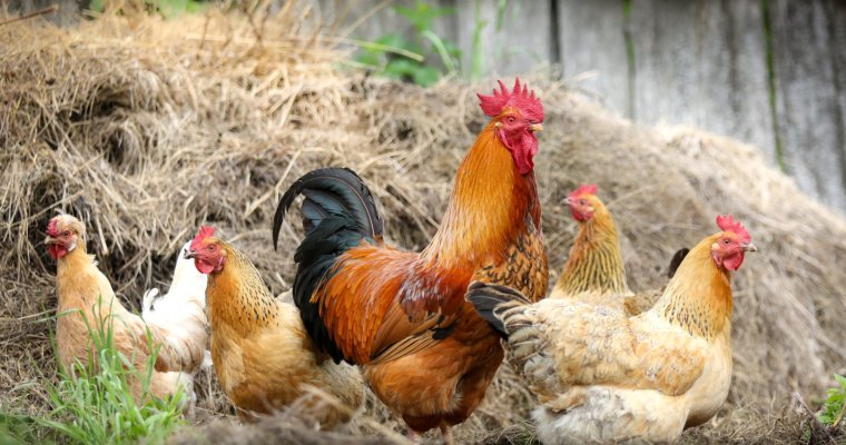 5 Benefits Of Raising Chickens | Especially In The City