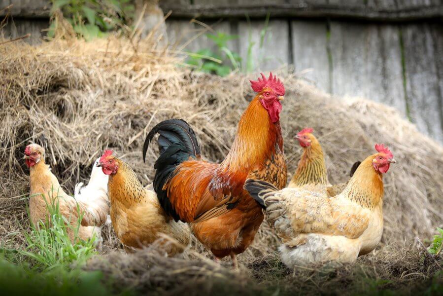 5 benefits of raising your own chickens