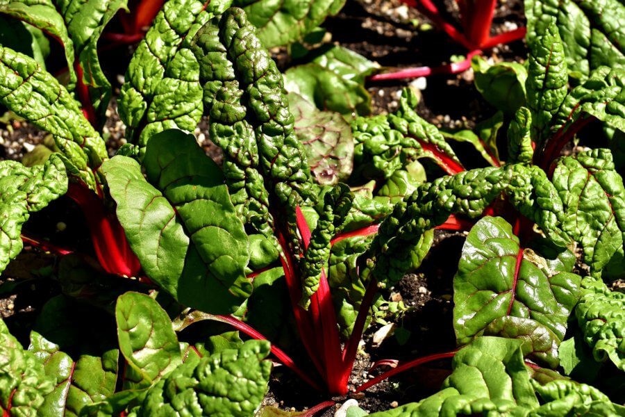 swiss chard - healthiest vegetable on earth