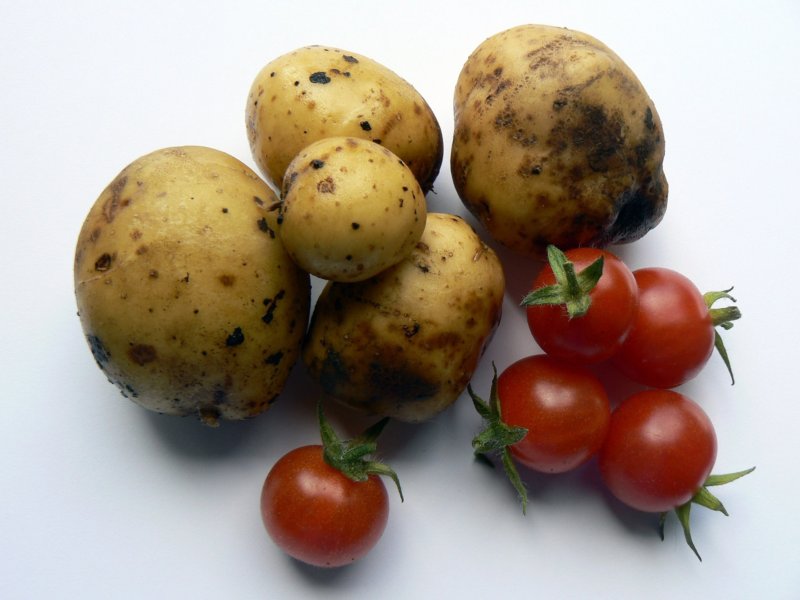 tomato potato plant