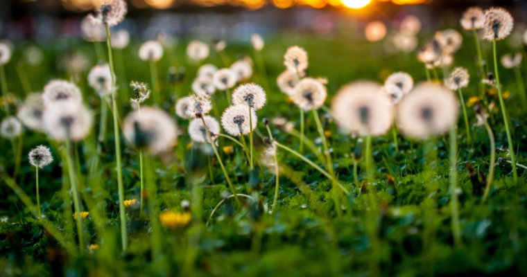 Will Rototilling Kill Weeds?