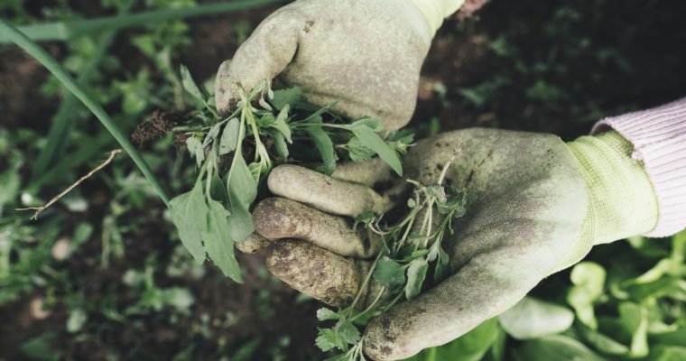 Weed Tea | Best Homemade Garden Fertilizer