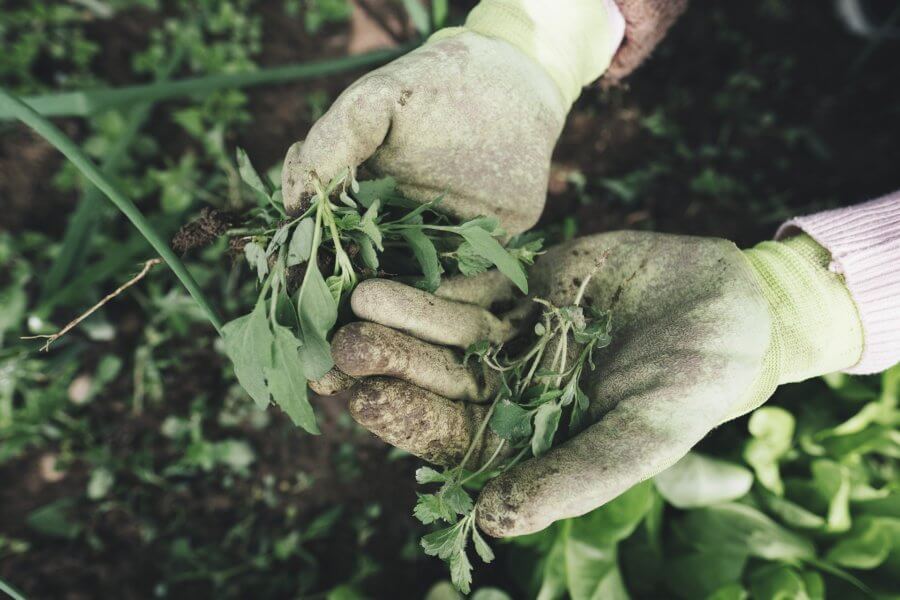 organic liquid fertilizer weed tea