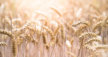 lose weight with the wheat and gluten free diet