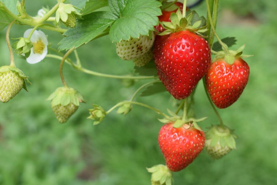 garden berries