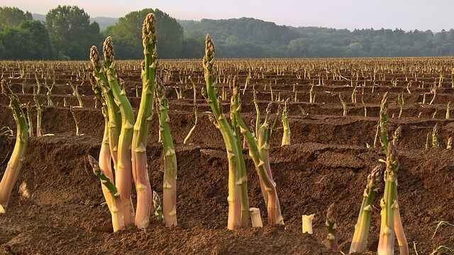 asparagus field