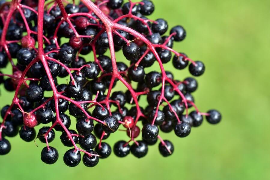 elderberry syrup recipe