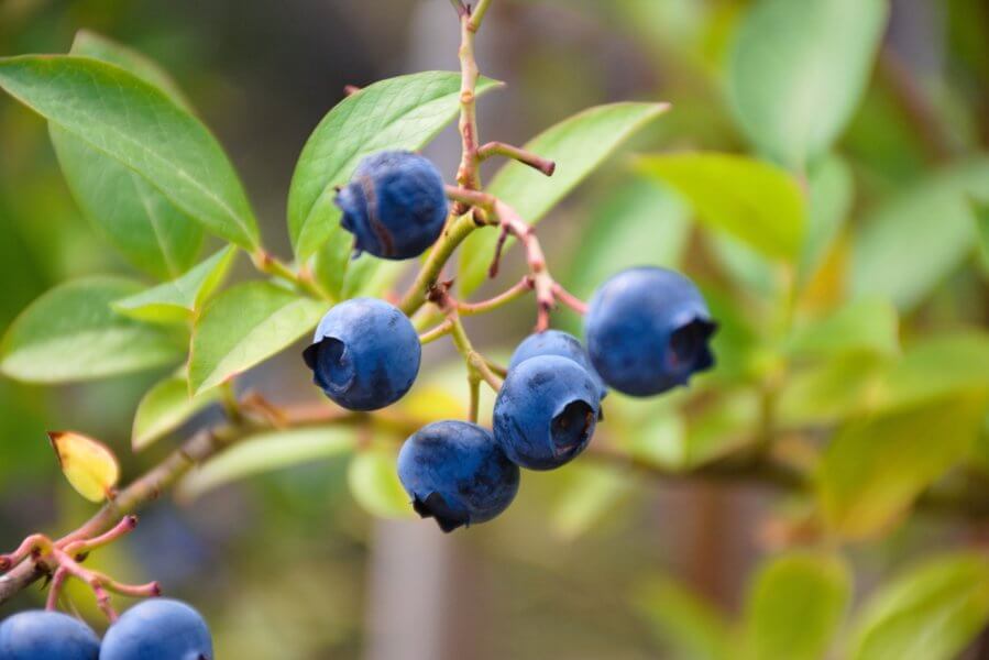 garden berries