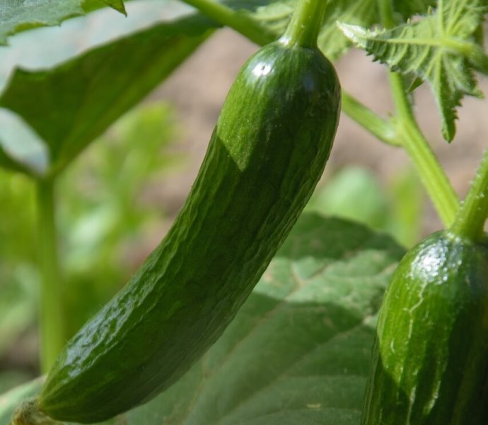 garden cucumbers