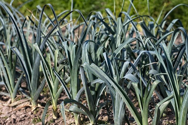 garden leeks