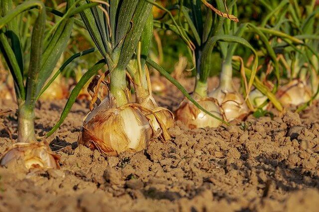 garden onions