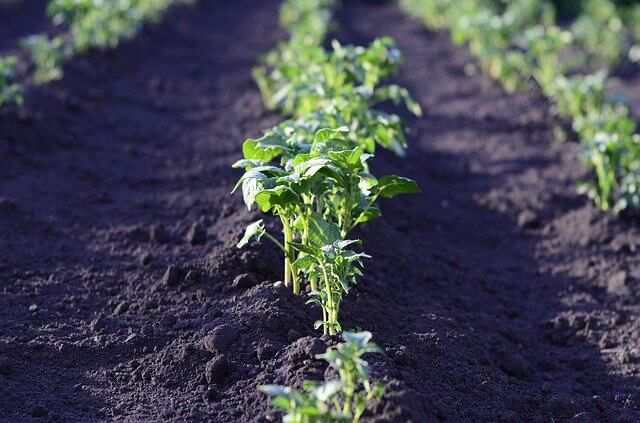 garden potatoes