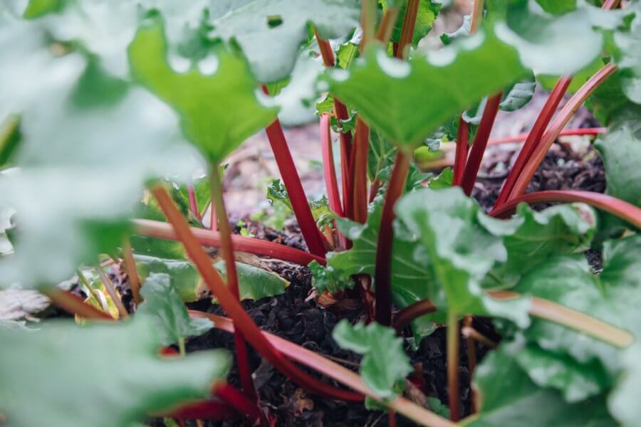 garden rhubarb