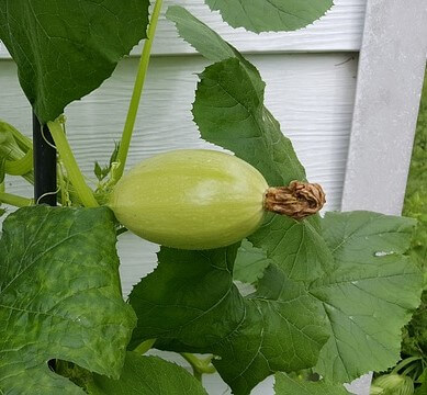 garden winter squash