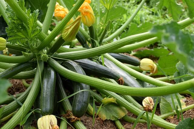 garden zucchini