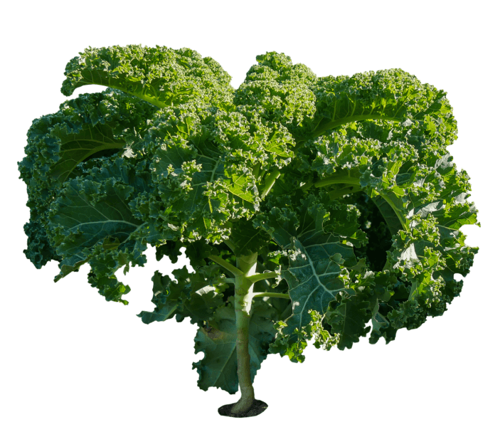 K List of the Healthiest Vegetables - KALE 