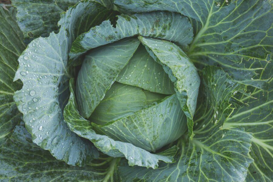 C List of the Healthiest Vegetables: CABBAGE, CARROTS, CAULIFLOWER, CELERY, COLLARD GREENS