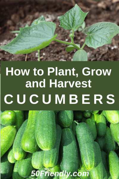 how to plant, grow and harvest cucumbers