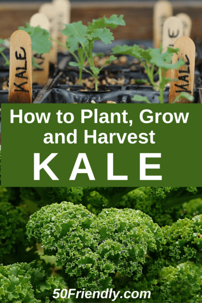 how to plant, grow and harvest kale