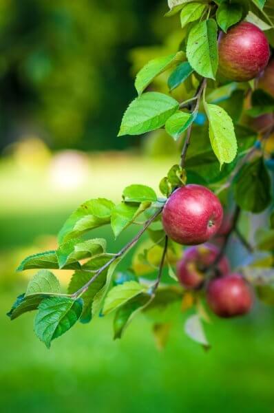 Growing Apples - Planting Apple Trees and Caring for Apple Trees