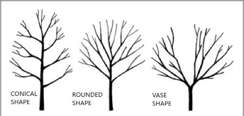 apple tree pruning methods