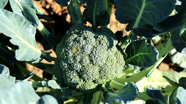 zone 5 broccoli planting guide