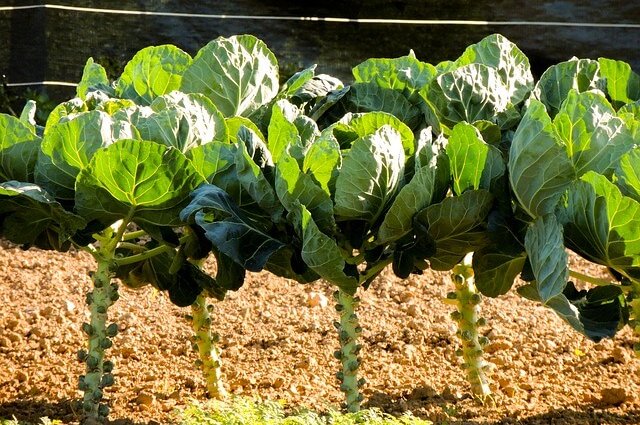 zone 5 brussels sprouts planting guide