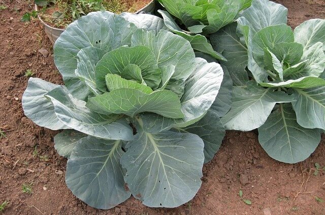 zone 5 cabbage planting guide