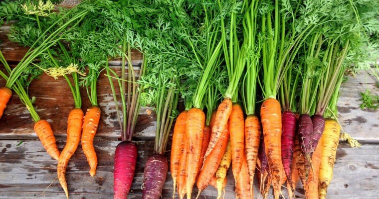 Carrots – How to Plant, Grow, and When to Harvest