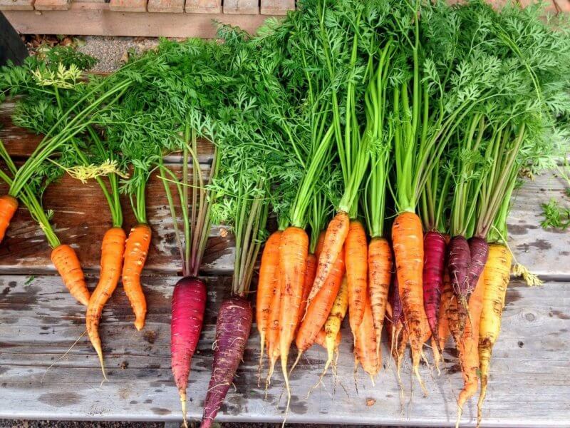 carrot harvest