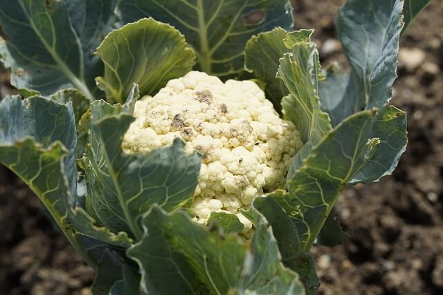 zone 5 cauliflower planting guide