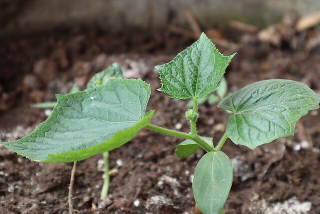 cucumber seedlings