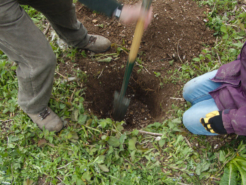 soil prep for fruit trees