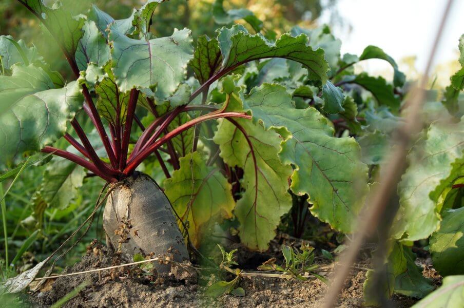 how to grow beets