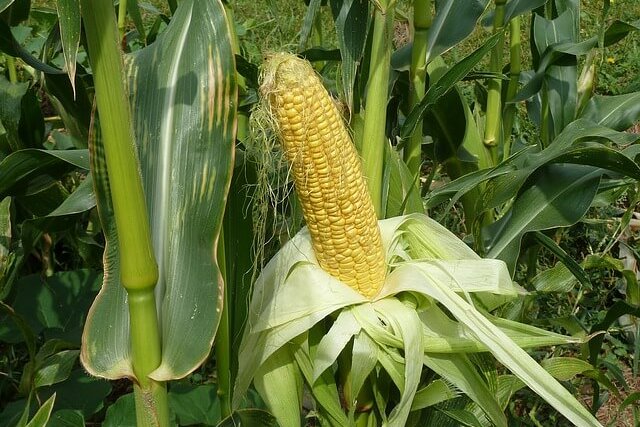 what to grow in may for zone 5